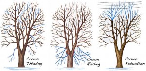 tree pruning technique