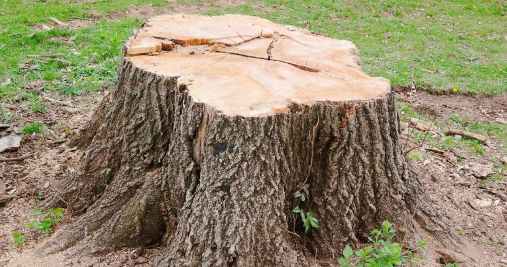 Remove A Tree Stump