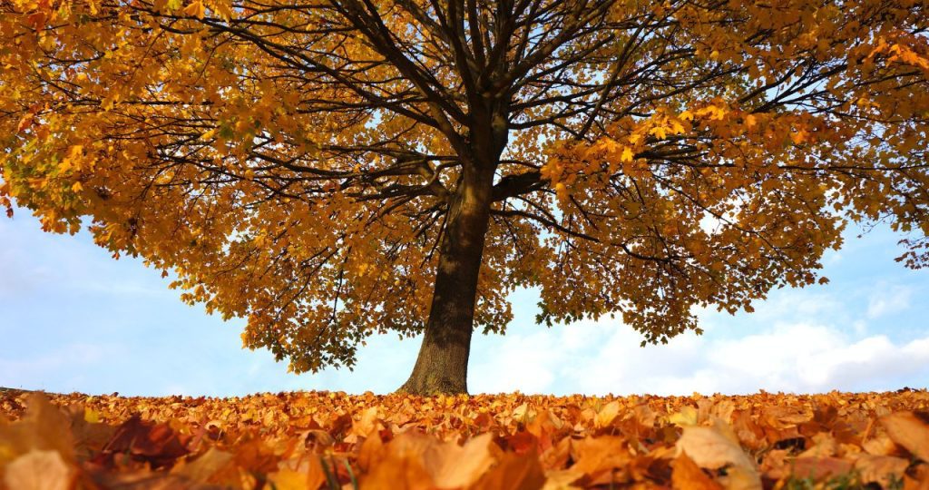 Should You Water Your Trees in the Fall?