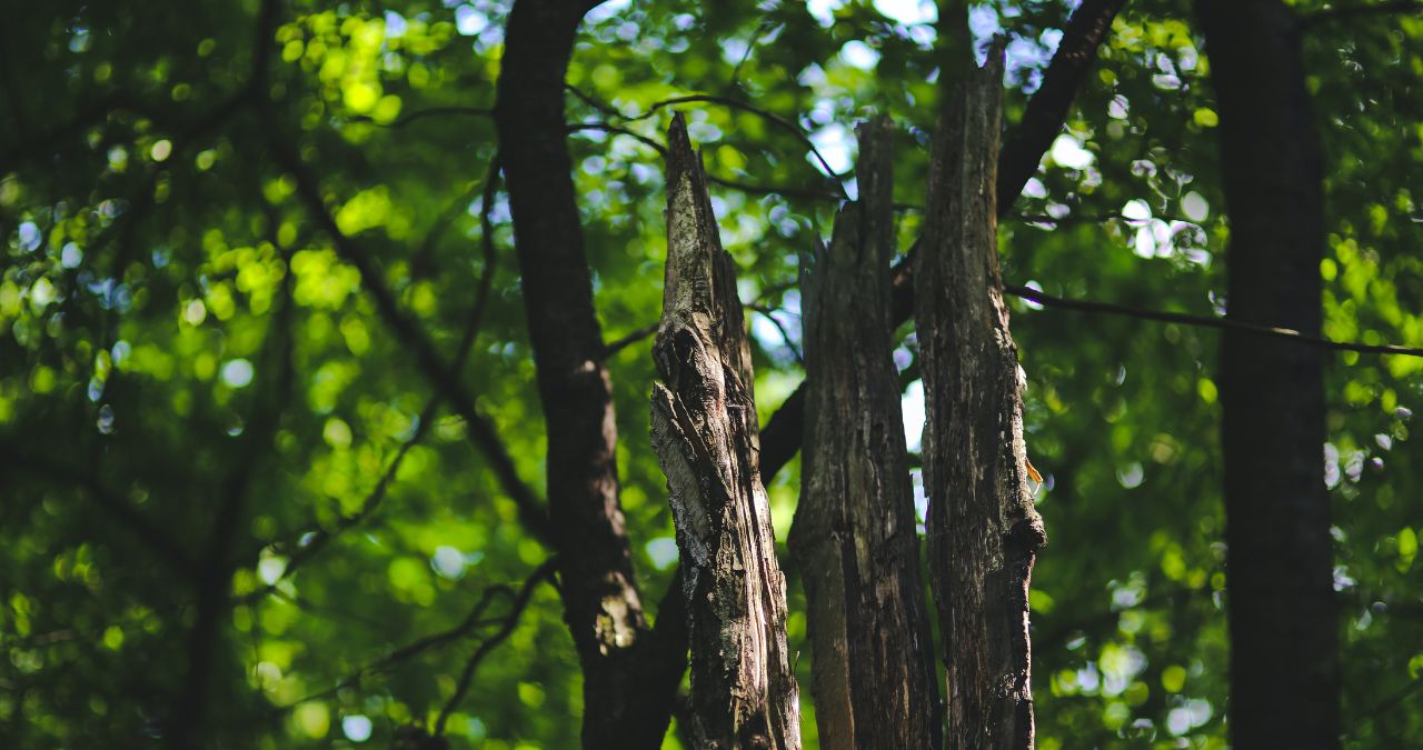How To Tell if a Tree Needs to Be Cut Down | Tree Services Omaha