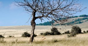 Can a Tree Recover from Drought Stress?