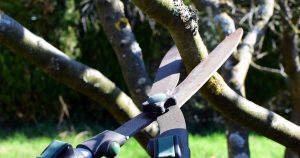 What Is Tree Pruning, and Why Is It Important?
