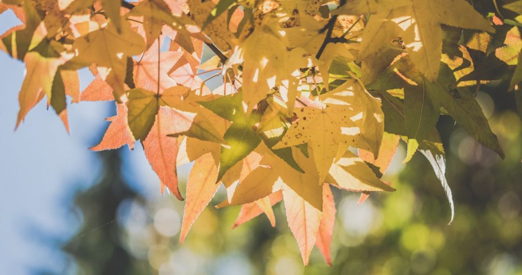 Fall Tree Care Tips for Omaha Homeowners