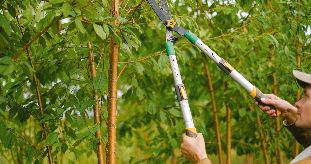 Why Early Spring Pruning Matters | Tree Services of Omaha