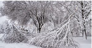 How to Spot Winter Tree Damage Before It Becomes a Problem