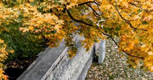 Problem Trees and Property Lines