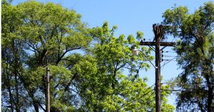 Trees and Powerlines: When to call a professional tree trimmer