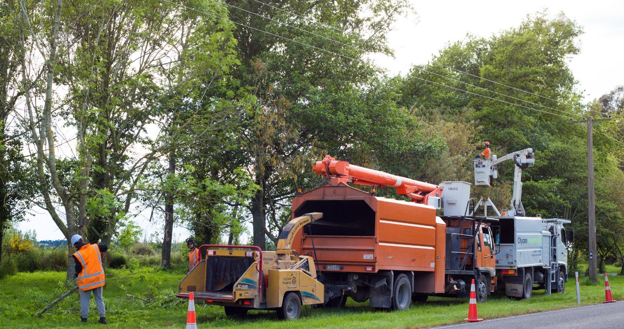 Tree Removal Near Power Lines: What You Need to Know