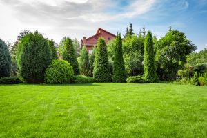 How to Spot Heat Stress in Your Trees This Summer