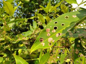 Summer Tree Pests in Nebraska: What to Watch For