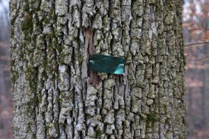 What is Emerald Ash Borer and How to Prevent It?