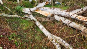 Hidden Dangers of Dead Trees: Why Removal Shouldn’t Wait