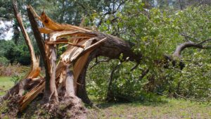 When Lightning Strikes: Emergency Tree Care 101
