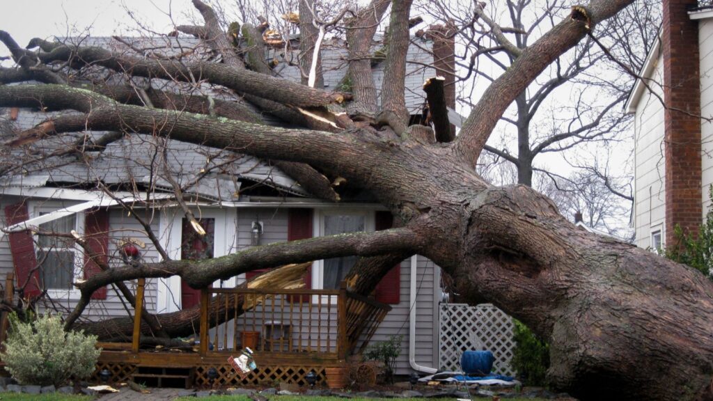 Identifying Dangerous Trees: Fall Warning Signs Every Homeowner Should Know for Safety and Prevention