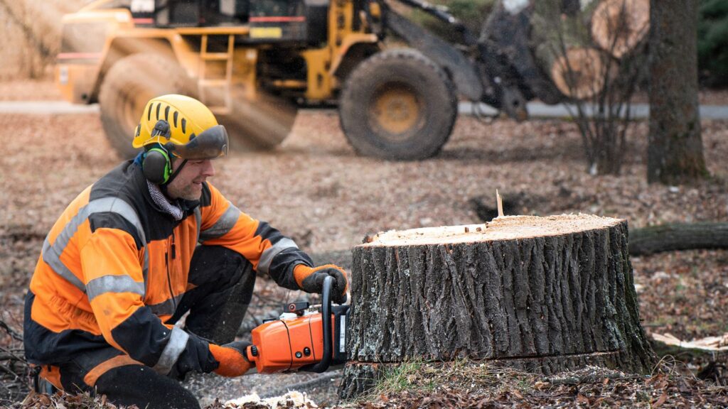 Fall Tree Removal: Why Autumn Is Ideal for Efficient and Safe Tree Removal Projects