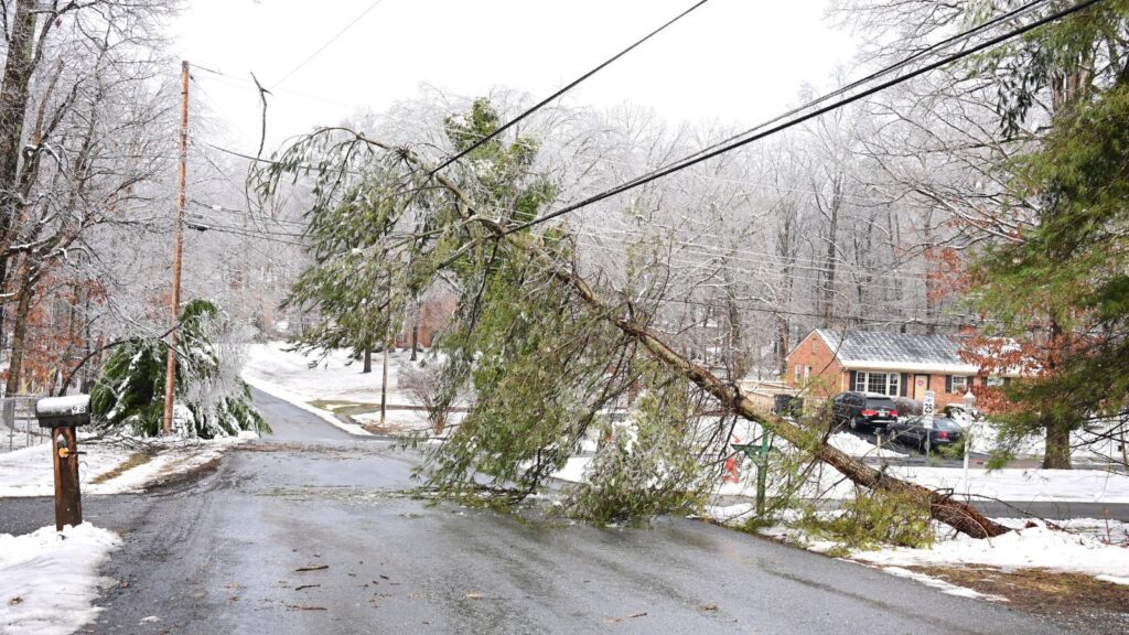 Pre-Holiday Tree Safety Inspection: Protecting Your Home from Winter Storm Damage