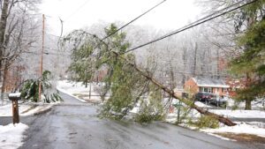 Pre-Holiday Tree Safety Inspection: Protecting Your Home from Winter Storm Damage