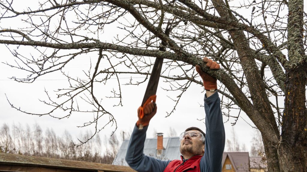 Dead Branches and Ice Storms: Why Fall Tree Trimming Prevents Holiday Disasters