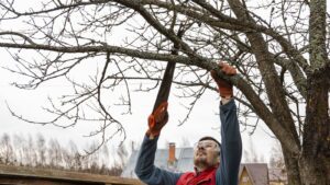 Dead Branches and Ice Storms: Why Fall Tree Trimming Prevents Holiday Disasters