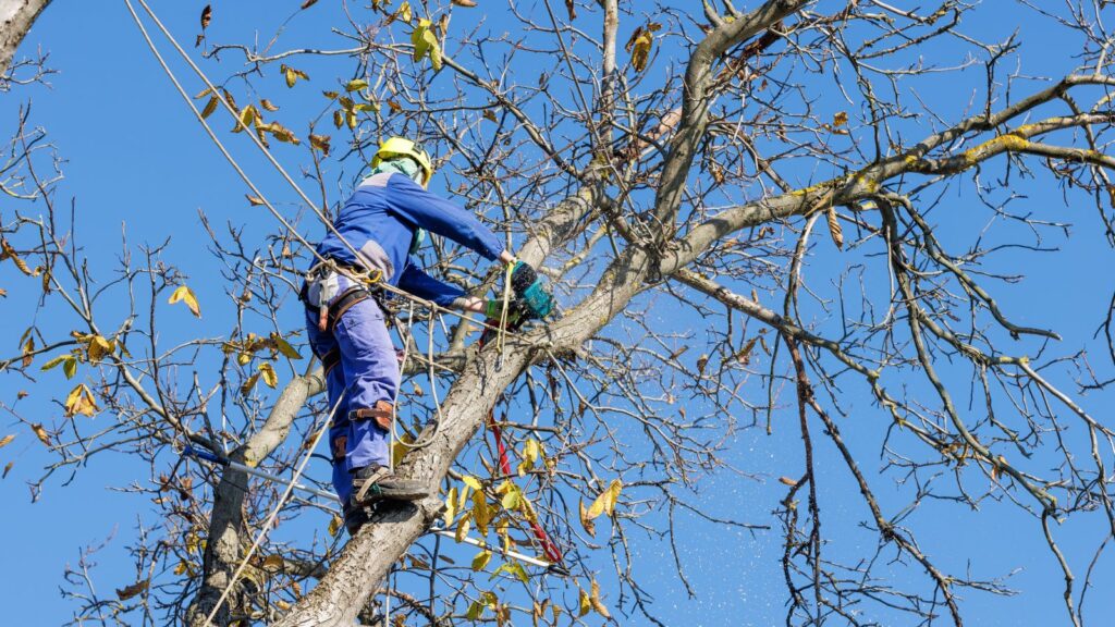 How Late-Fall Tree Pruning Sets Your Landscape Up for a Healthy Spring
