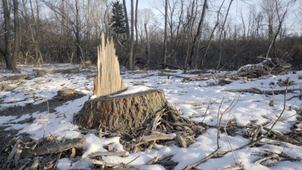 Why Winter Is the Best Time to Grind Away a Stump for Efficient Yard Maintenance