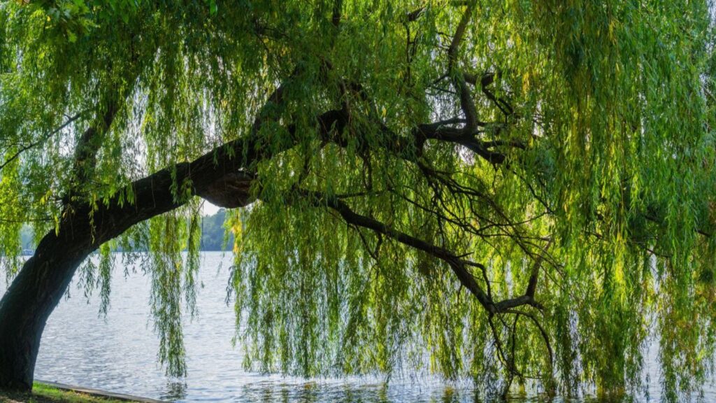 Leaning trees may survive or fail due to soil, roots, species, and stress. Learn how to protect your trees and ensure their stability today.