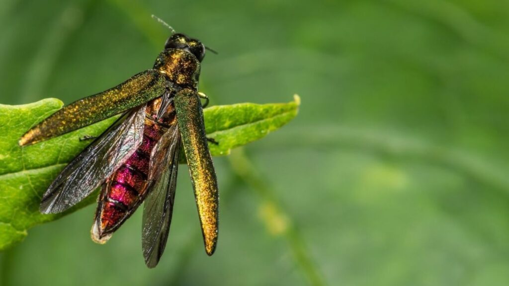 Disease Prevention: Common Omaha Tree Problems to Watch for This Spring