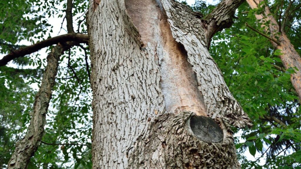 Is Your Ash Tree at Risk? How to Identify Early Emerald Ash Borer Signs