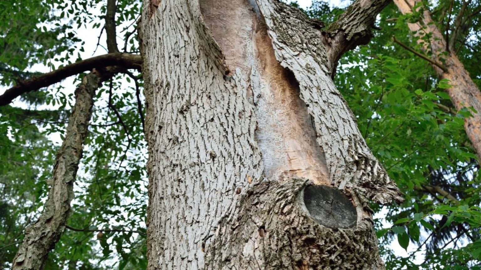 Is Your Ash Tree at Risk? How to Identify Emerald Ash Borer Signs