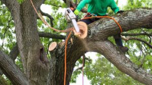 How Does Professional Trimming Save Tree Removals?
