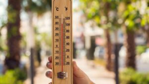 Why Do Trees Need Extra Care as Omaha Heats Up?