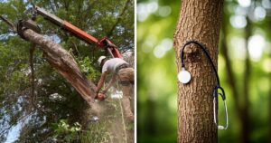 Tree Removal vs. Tree Healthcare