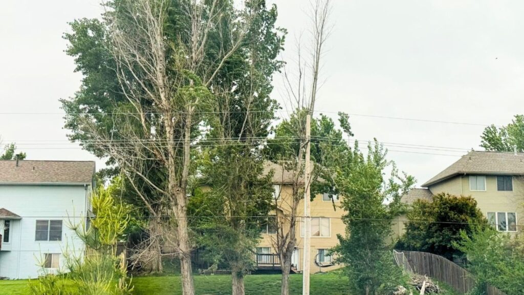 Dead Trees Near Power Lines in Omaha: Who Are You Going to Call? Utility Company or Tree Service?