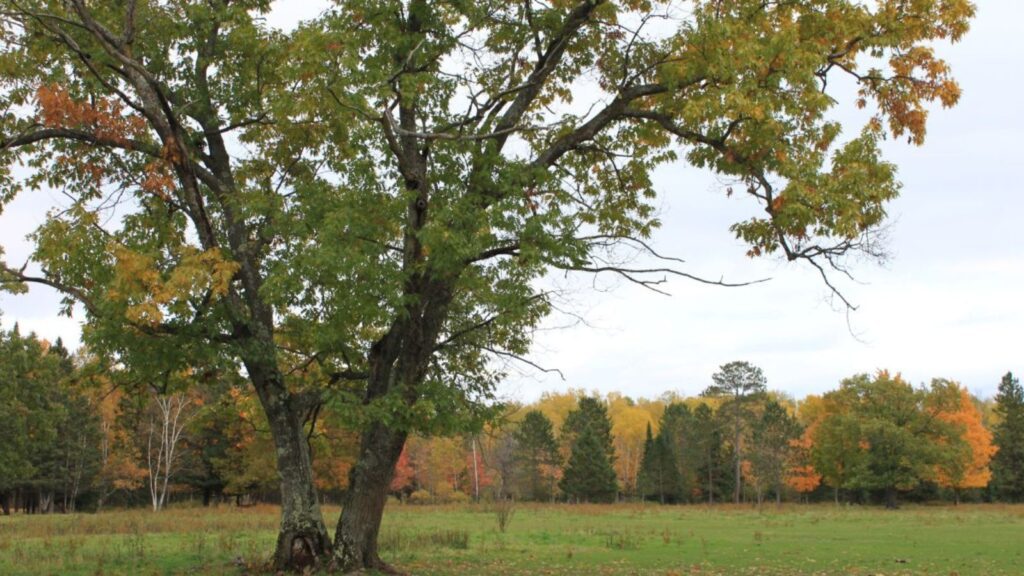 silver maple tree dying