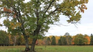 silver maple tree dying