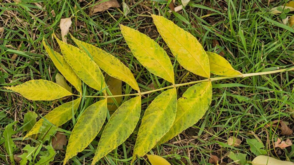 yellowing leaves in August