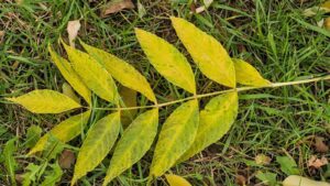 yellowing leaves in August