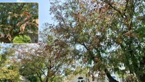 invasive tree pests in Omaha
