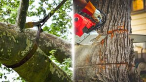 tree cabling vs removal