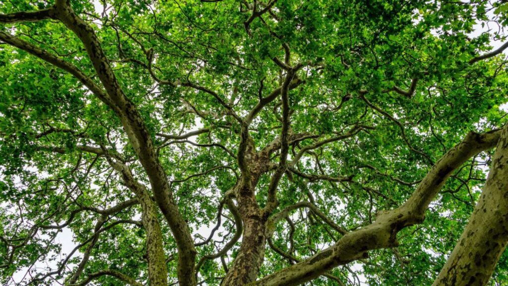 green canopy