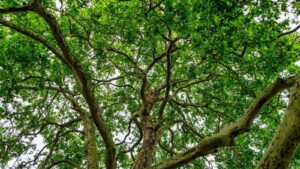 green canopy