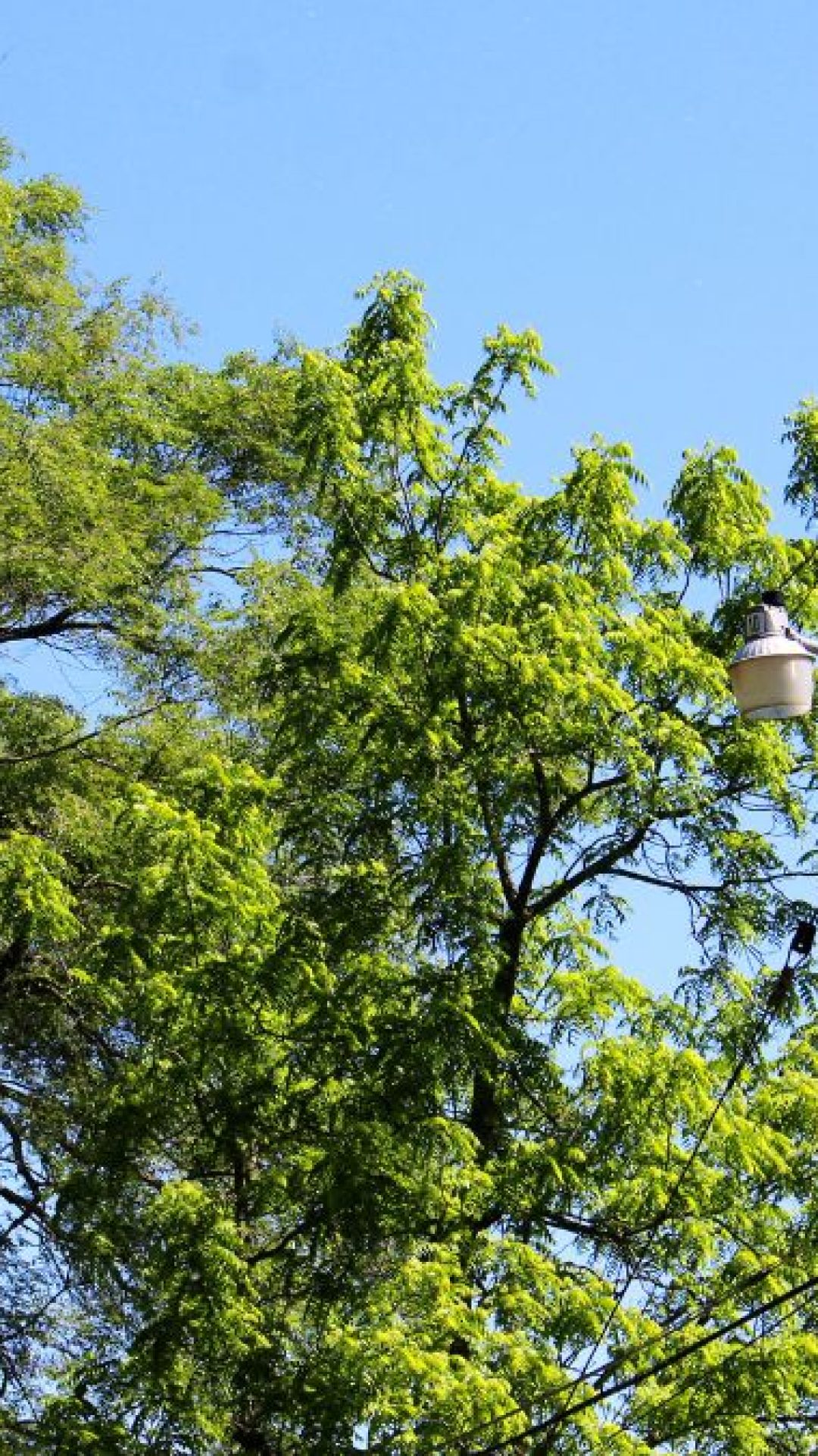 Trees and Powerlines: When to call a professional tree trimmer Trees and Powerlines: When to call a professional tree trimmer